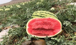 网红大瓜排行,热门事件盘点与幕后真相